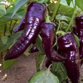Purple Marconi Pepper 20 seeds